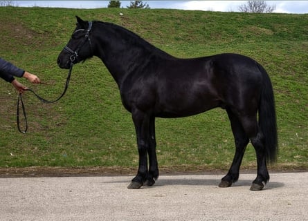 Weitere Ponys/Kleinpferde, Wallach, 7 Jahre, 145 cm, Rappe