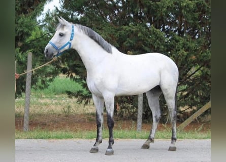 Weitere Ponys/Kleinpferde, Wallach, 7 Jahre, 146 cm, Schimmel