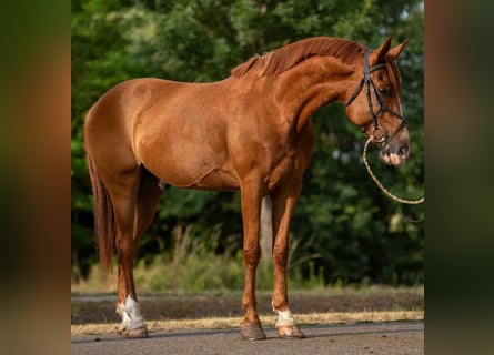Weitere Ponys/Kleinpferde, Wallach, 7 Jahre, 148 cm, Fuchs