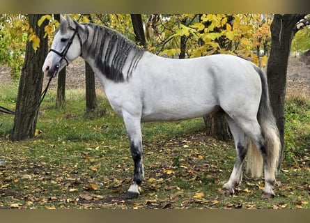 Weitere Ponys/Kleinpferde, Wallach, 7 Jahre, 148 cm, Schimmel