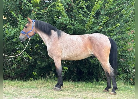 Weitere Ponys/Kleinpferde, Wallach, 7 Jahre, 150 cm, Rotschimmel