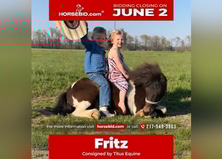 Weitere Ponys/Kleinpferde, Wallach, 8 Jahre, 102 cm