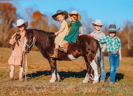 Weitere Ponys/Kleinpferde, Wallach, 8 Jahre, 107 cm, Schecke