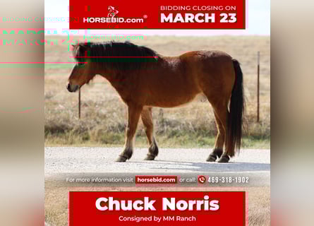 Weitere Ponys/Kleinpferde, Wallach, 8 Jahre, 112 cm, Rotbrauner