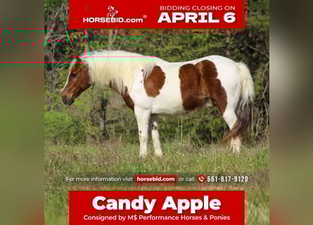 Weitere Ponys/Kleinpferde, Wallach, 8 Jahre, 122 cm, Schecke