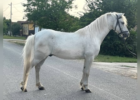 Weitere Ponys/Kleinpferde, Wallach, 8 Jahre, 122 cm, Schimmel
