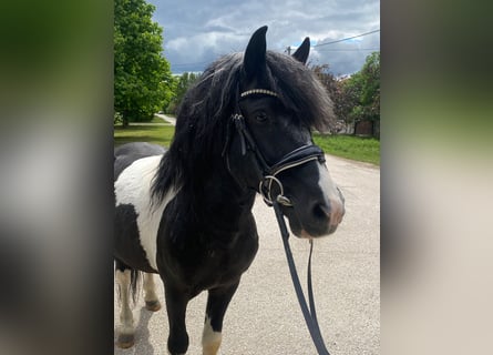 Weitere Ponys/Kleinpferde, Wallach, 8 Jahre, 123 cm, Schecke