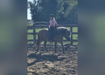 Weitere Ponys/Kleinpferde, Wallach, 8 Jahre, 125 cm, Falbe