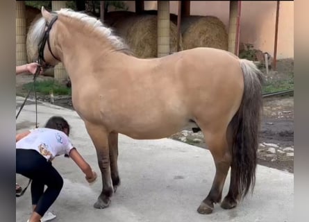 Weitere Ponys/Kleinpferde, Wallach, 8 Jahre, 125 cm