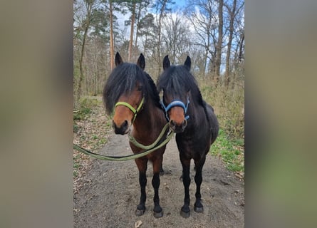 Weitere Ponys/Kleinpferde, Wallach, 8 Jahre, 128 cm, Brauner
