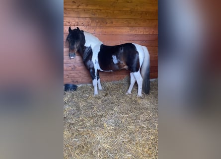 Weitere Ponys/Kleinpferde, Wallach, 8 Jahre, 130 cm, Schecke