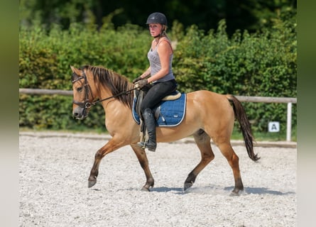 Weitere Ponys/Kleinpferde, Wallach, 8 Jahre, 133 cm, Buckskin