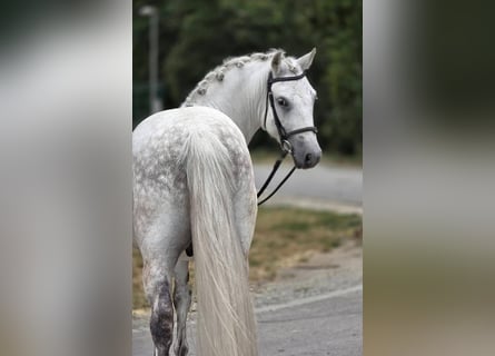 Weitere Ponys/Kleinpferde, Wallach, 8 Jahre, 135 cm, Schimmel