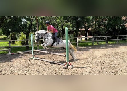 Weitere Ponys/Kleinpferde, Wallach, 8 Jahre, 143 cm, Schimmel