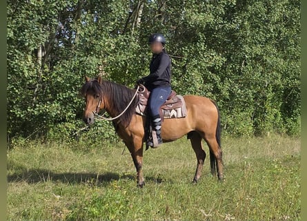 Weitere Ponys/Kleinpferde, Wallach, 8 Jahre, 145 cm, Falbe