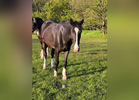 Weitere Ponys/Kleinpferde, Wallach, 8 Jahre, 146 cm, Rappe