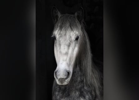 Weitere Ponys/Kleinpferde Mix, Wallach, 8 Jahre, 151 cm, Apfelschimmel