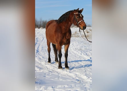Weitere Ponys/Kleinpferde, Wallach, 8 Jahre, 151 cm, Brauner
