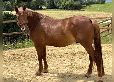 Weitere Ponys/Kleinpferde, Wallach, 8 Jahre, 155 cm, Fuchs