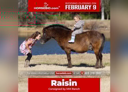 Weitere Ponys/Kleinpferde, Wallach, 9 Jahre, 107 cm, Rotbrauner