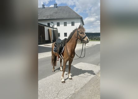 Weitere Ponys/Kleinpferde, Wallach, 9 Jahre, 130 cm, Fuchs