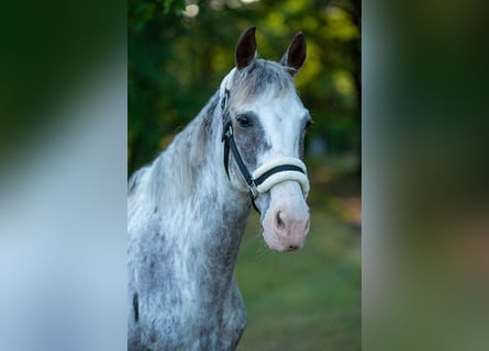 Weitere Ponys/Kleinpferde Mix, Wallach, 9 Jahre, 147 cm, Schecke