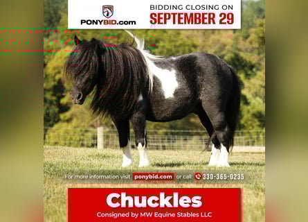 Weitere Ponys/Kleinpferde, Wallach, 9 Jahre, 86 cm, Schecke