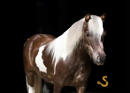 Weitere Ponys/Kleinpferde, Wallach, 9 Jahre, 89 cm