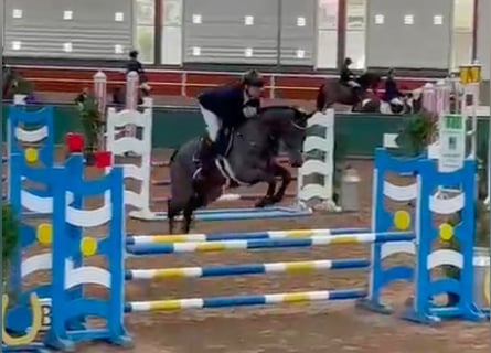 Weitere Vollblüter Mix, Stute, 6 Jahre, 168 cm, Brauner