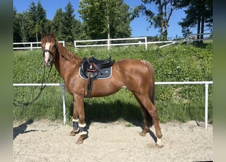 Weitere Vollblüter, Wallach, 15 Jahre, 160 cm, Fuchs