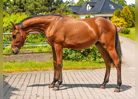 Weitere Vollblüter, Wallach, 1 Jahr, 140 cm