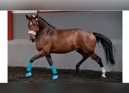 Weitere Vollblüter, Wallach, 5 Jahre, 169 cm, Rotbrauner