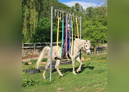 Weitere Vollblüter, Wallach, 9 Jahre, 155 cm, Fliegenschimmel