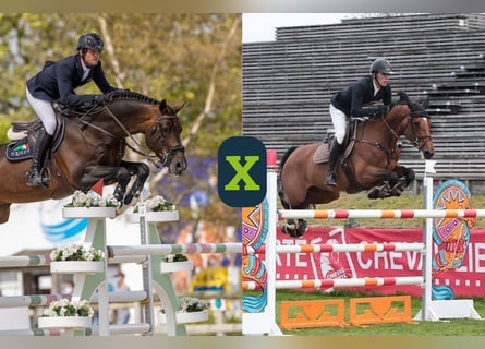 Weitere Warmblüter, Unbekannt, Embryo