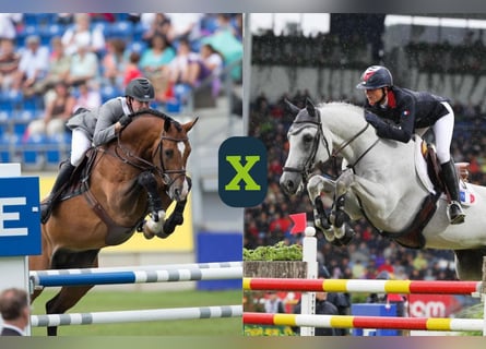 Weitere Warmblüter, Unbekannt, Embryo