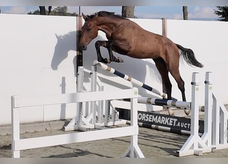 Weitere Warmblüter, Hengst, 1 Jahr, 160 cm, Brauner