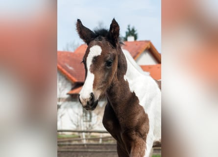 Weitere Warmblüter, Hengst, 1 Jahr, 166 cm, Schecke