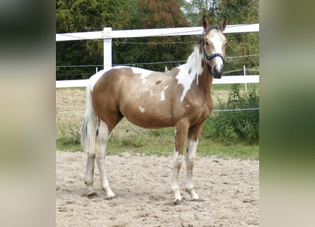 Weitere Warmblüter, Hengst, 1 Jahr, 168 cm, Schecke