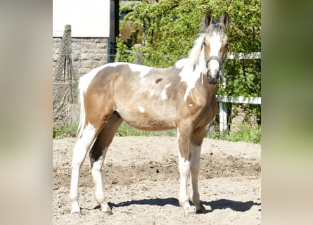 Weitere Warmblüter, Hengst, 1 Jahr, 168 cm, Schecke