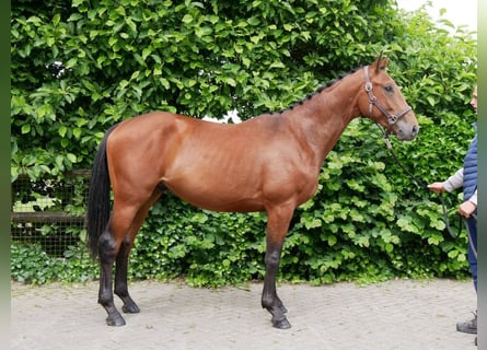 Weitere Warmblüter, Hengst, 2 Jahre, 155 cm