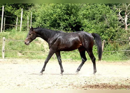Weitere Warmblüter, Hengst, 2 Jahre, 155 cm, Schwarzbrauner