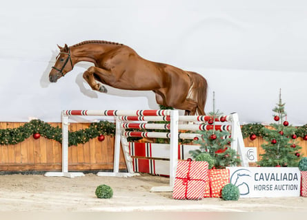 Weitere Warmblüter, Hengst, 2 Jahre, 165 cm, Fuchs