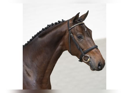 Weitere Warmblüter, Hengst, 3 Jahre, 165 cm, Brauner