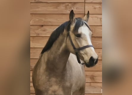 Weitere Warmblüter, Hengst, 3 Jahre, 165 cm, Falbe