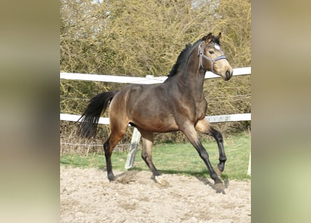 Weitere Warmblüter, Hengst, 3 Jahre, 170 cm, Buckskin