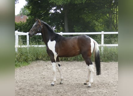 Weitere Warmblüter, Hengst, 3 Jahre, 172 cm, Schecke