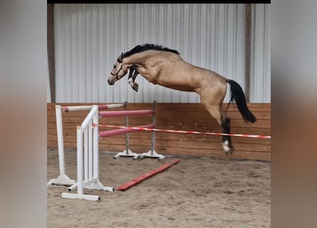 Weitere Warmblüter, Hengst, 3 Jahre, Buckskin