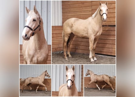 Weitere Warmblüter, Hengst, 3 Jahre, Palomino
