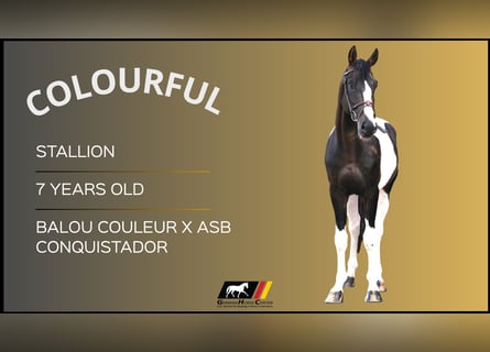 Weitere Warmblüter, Hengst, 7 Jahre, Schecke