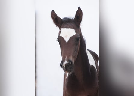 Weitere Warmblüter, Hengst, , 165 cm, Schecke